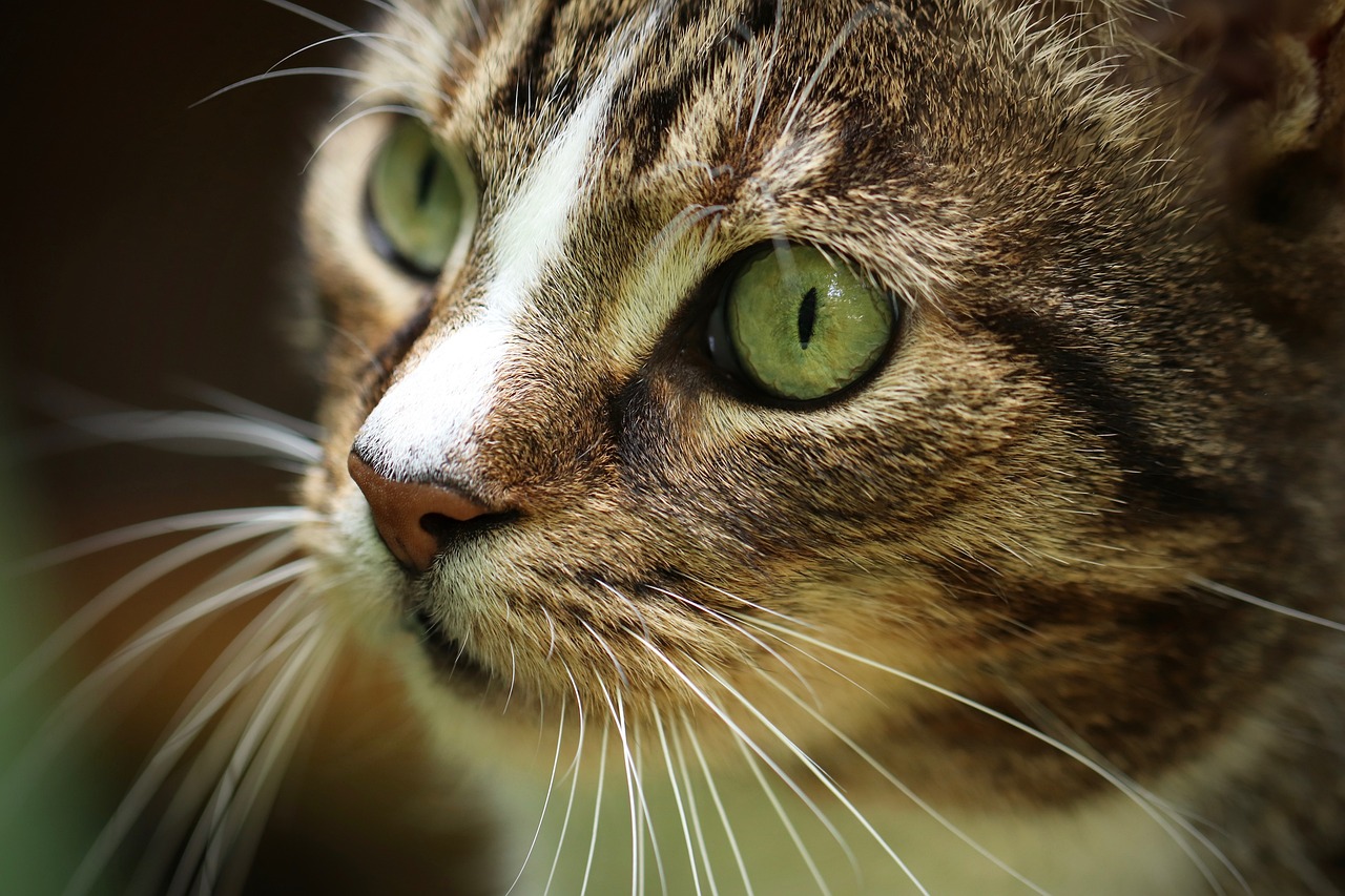 A Guide to the Most Popular Cat Breeds